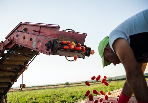 Flotta Noleggio: lavora senza alcun pensiero! - 1961 Agricoltura